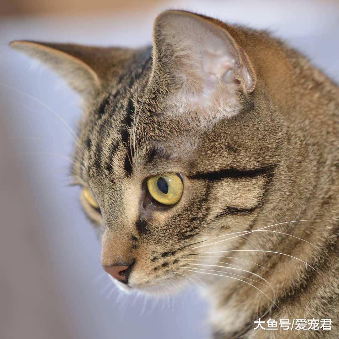 铲屎的，朕好怕！还在为猫咪胆小而纠结吗？如何帮助猫咪克服恐惧