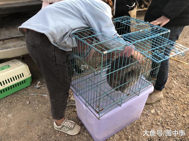 商贩出售英国短毛猫, 因为集市中有更好的, 买主们兴致不高!