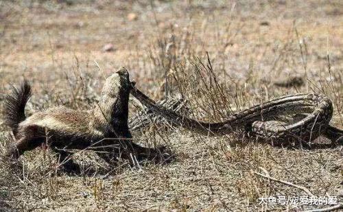 知道非洲大地上，谁才是真正的老大吗？不要小看它，