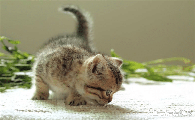 ?越小的猫咪越好养? 并不是, 原因有5个, 有的比大猫还难养