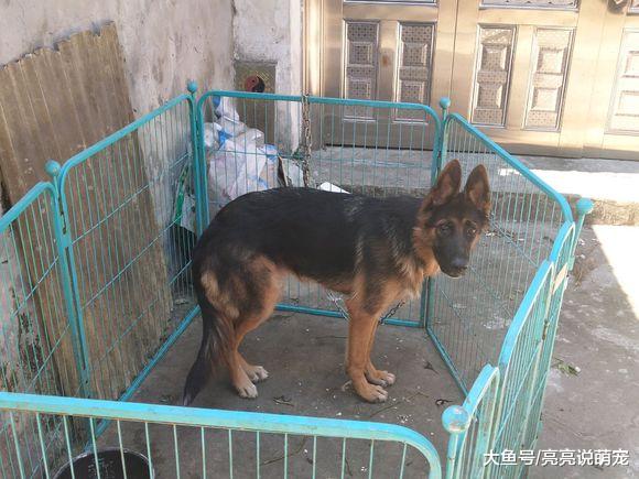 网友养了只德牧看门，它实在是太猛，只好采取双重措施