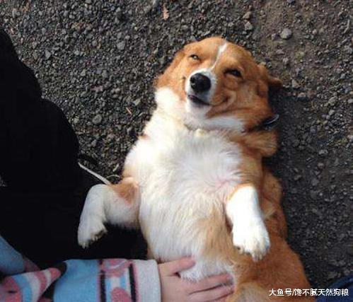 对狗狗来说，这些部位它最喜欢被摸了，每天一摸它会更爱你！