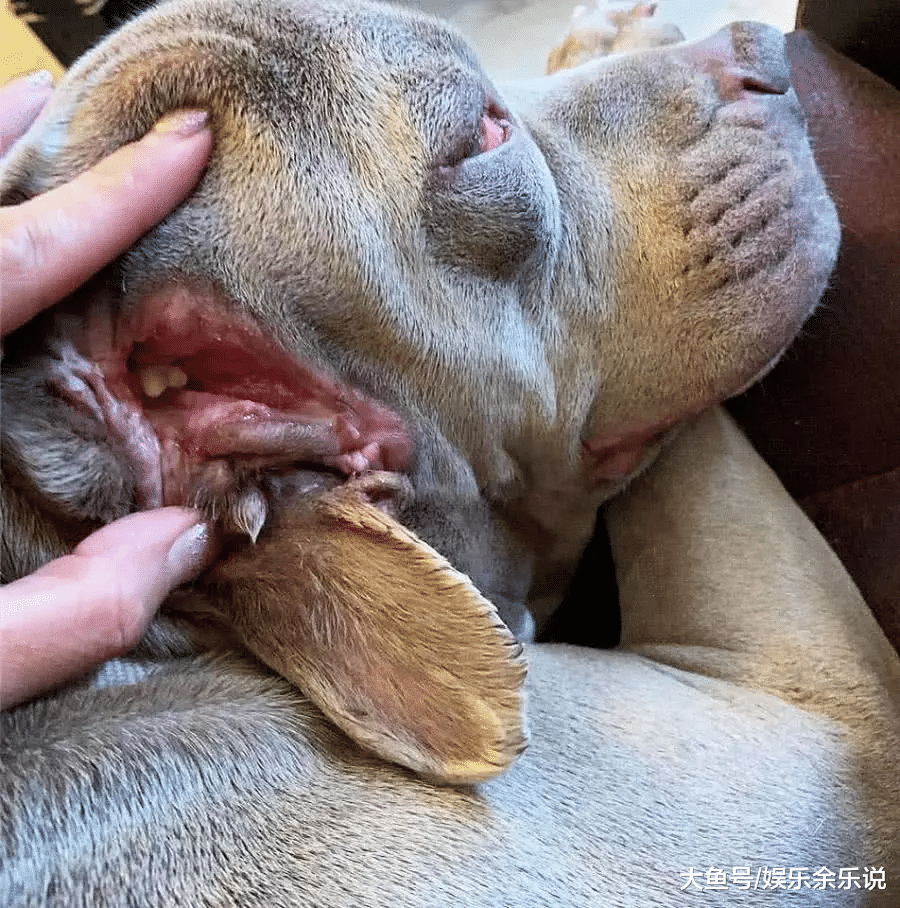狗狗半夜总是哀嚎，男子感觉不对劲，带去医院检查，当场傻眼