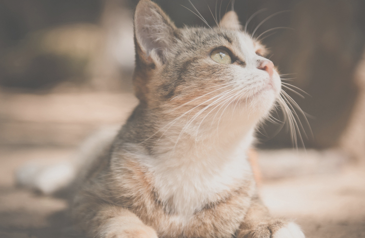 游手好闲的小猫咪，终于找到了自己的使命，一晚上就捉了八只老鼠