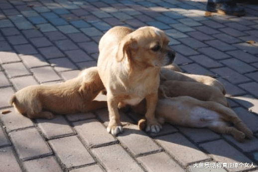 狗妈妈为保护孩子，勇敢的跟坏人对峙，受伤后仍不退缩