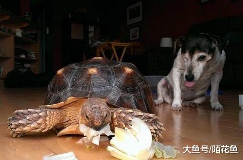 乌龟跟狗子被困，狗子大声呼救！网友：这是什么革命友情！