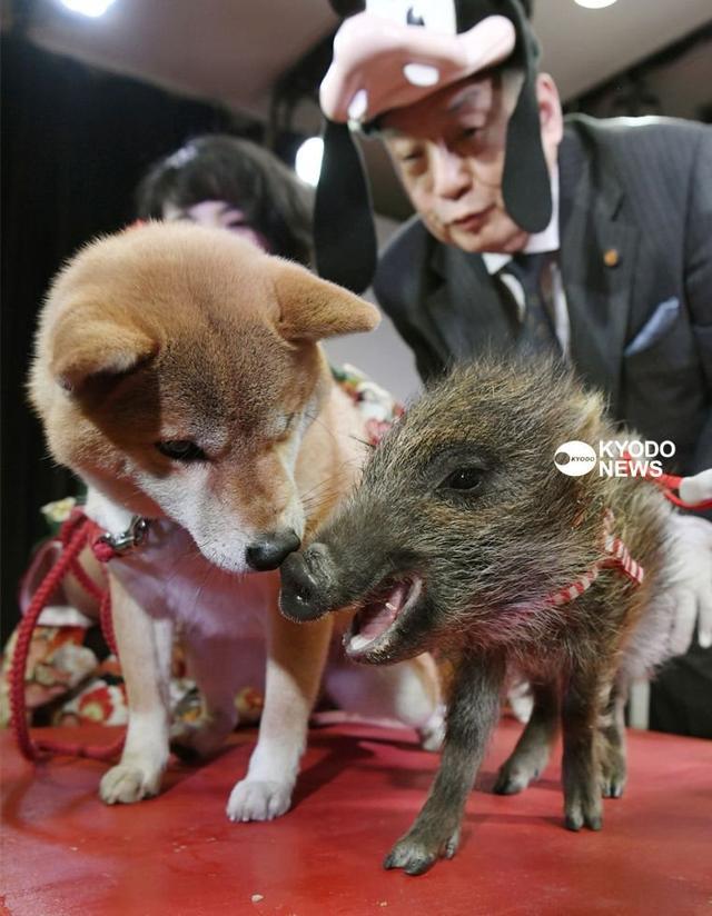 辞狗迎猪, 日本用真动物举行交接仪式, 萌柴犬狂抢镜头