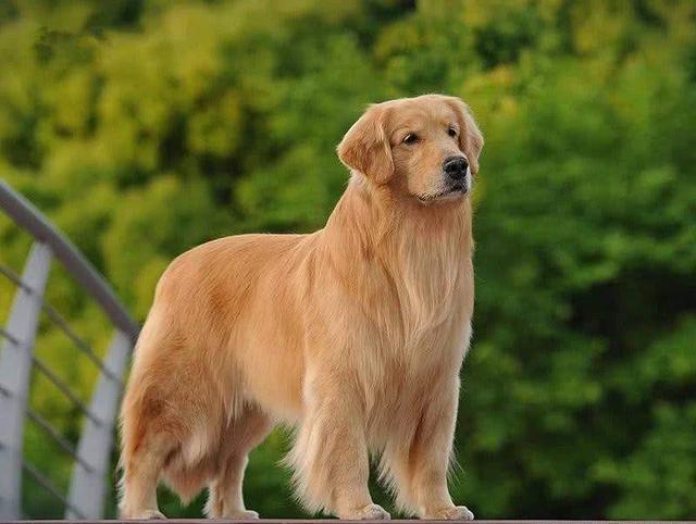 一只纯种的金毛犬, 具有以下“6个特征”, 你家的是串串吗?