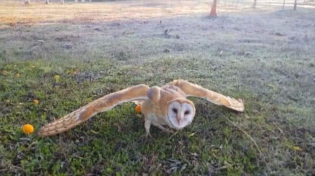 小伙养猫头鹰做宠物，这天它捕到的猎物是个“大家伙”