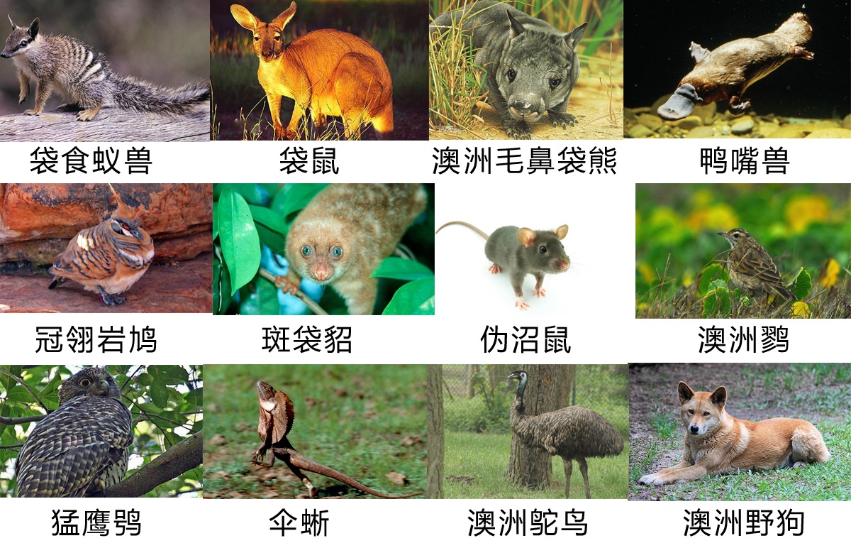为什么野兔、猫能在澳洲泛滥成灾？它们是如何发展起来的？