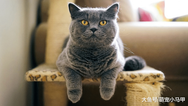 新猫初到家，如何让它快速融入家居生活