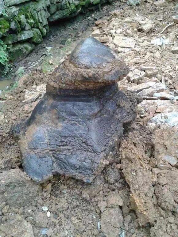 为致富村里挖池塘搞养殖，但挖出的东西让人感到害怕