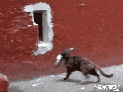 猫咪第一次见到铲屎官带回来的大西瓜，表情惊了：都是我的？
