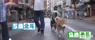 黑柴从小喜欢趴在豆柴身上，长大了还这样，说出原因后：辛苦豆柴了