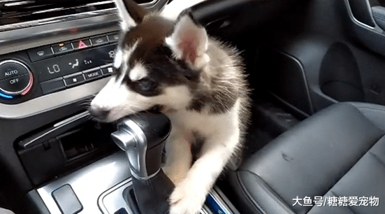 二哈在家拆沙发，在车里竟然拆座椅，主人：是不是觉得治不了你？