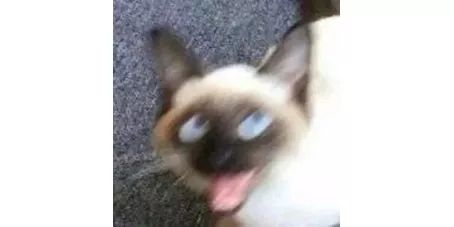 比搬家更可怕的事情：带猫搬家！