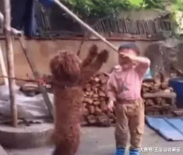 熊孩子殴打泰迪，反被打哭，还好家长明辨是非！