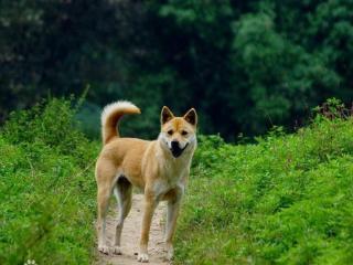 田园犬挣脱锁链外出狂奔, 看到主人立马收心, 网友: 脱缰的野狗