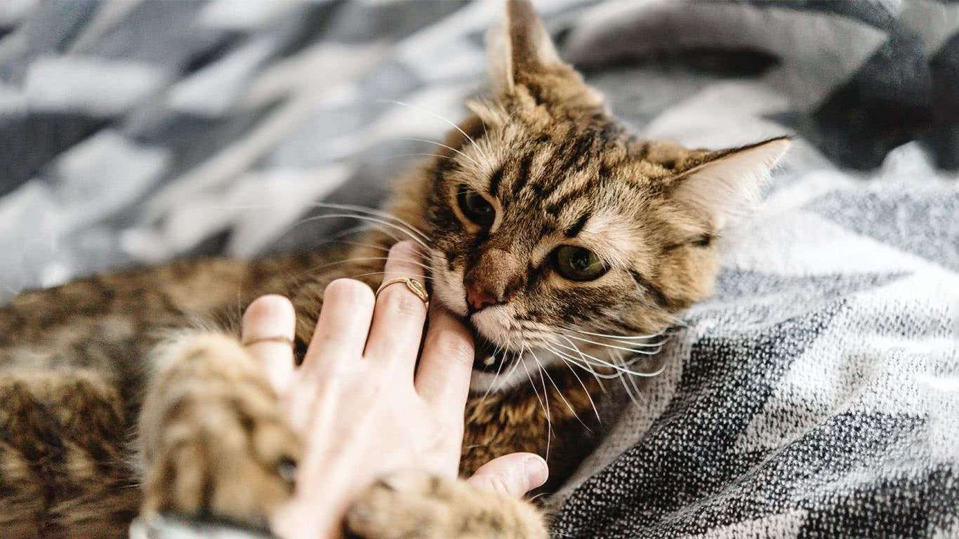 ?小猫四个月调皮爱咬人, 屡教不改, 主人无奈求助