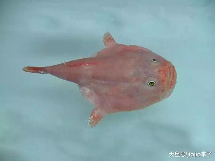 神奇深海鱼水中可憋气长达4分钟，憋气时体积还能涨大30%