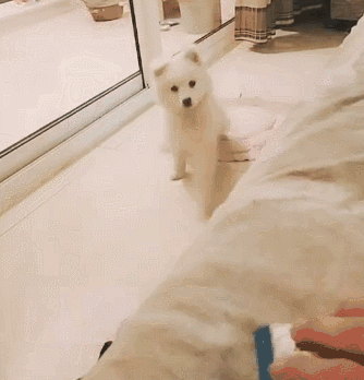 其实，动物也害怕那些技术渣的人拍的全景照片