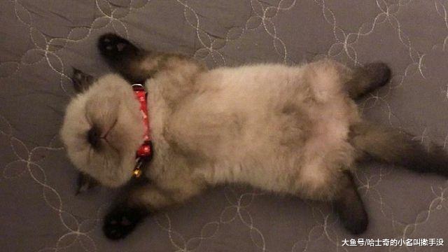 ?小猫咪睡个午觉还会跷二郎腿了，这是跟谁学的, 小模样还挺享受
