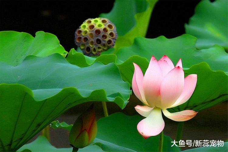 到了9月下旬，3生肖惊喜连连，升职加薪，鸿运当头！