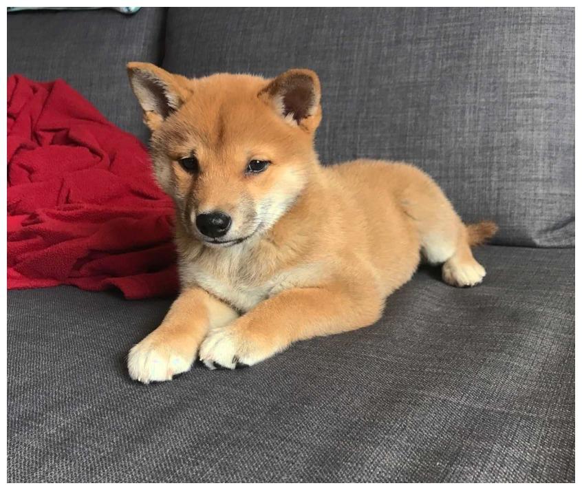 老爸对狗狗的教育模式，隔着屏幕都是“满满的父爱”！