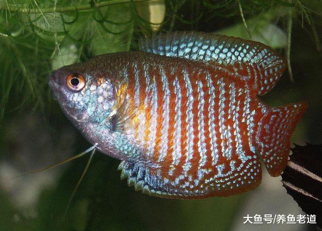 这种小型观赏鱼欣赏价值极高，爆缸速度很快，绝对碾压迷你鹦鹉鱼