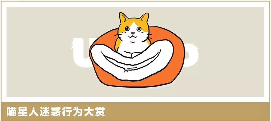 终极猫控听力试题！进来看看你能得几分？