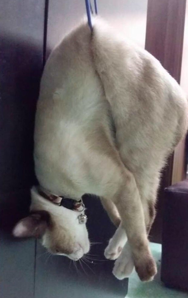 回家半天找不到小猫的影子，刚准备放弃，发现猫咪在晾衣架上挂着