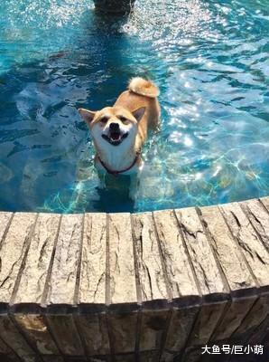 水池太浅了怎么办？没关系，柴犬表示，我蹲下也能假装游泳