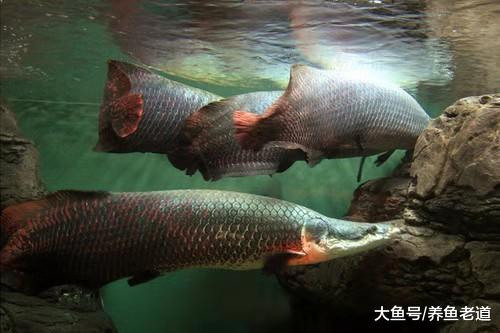 从一亿年前游来的观赏鱼，既可以饲养在鱼缸，又可以摆上餐桌品尝