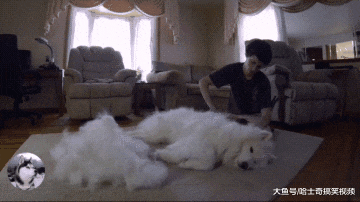 小哥养了一只大白狗，一年后他就“头疼”了，养的还是狗吗？