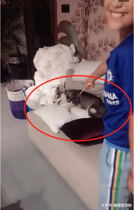 二哈欺软怕硬，上一秒还想咬人，下一秒小主人拿起球拍吓瘫了