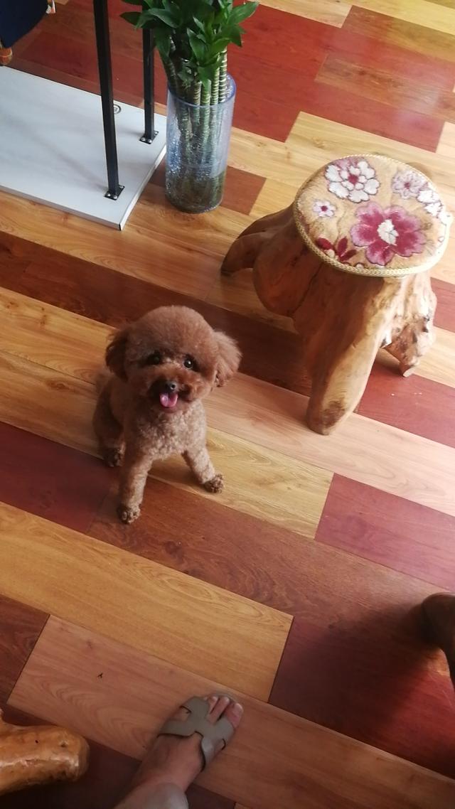 威海市环翠区长峰馨安苑附近丢失一只小型泰迪犬