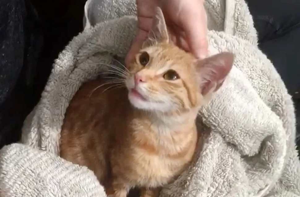 懂事的橘猫每天护送小伙上班，只因小伙曾经喂养过它