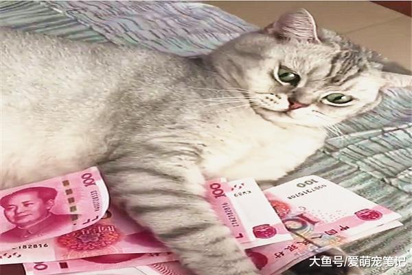 英短猫看到这么多人民币，立马化身“守财奴”，主人也拿不走分毫
