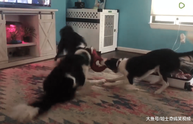 网友养了3只边牧，却很怀疑它们的智商，主人：养的是二哈吧