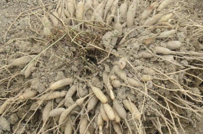 农村野草，人称“老虎尾巴根”，经常被挖去当盆景，遇到请珍惜！