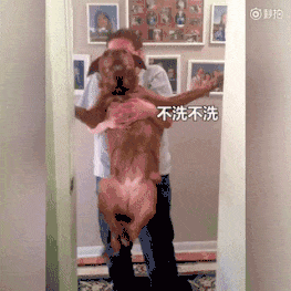 抱大狗洗澡简直想同归于尽！想对所有捡屎官说声：壮士辛苦了！