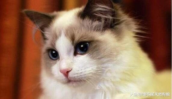 毛发不好的猫，可以吃这5种食物，毛发会更柔顺、亮泽！