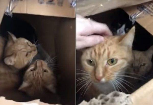 英国出现虐猫事件，密封纸箱中装着11只猫，猫咪差点被闷死