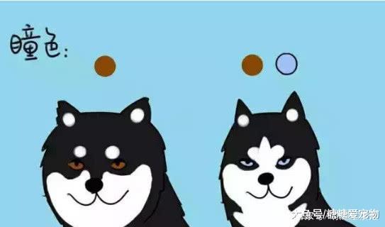 哈士奇和阿拉斯加傻傻分不清楚？阿拉斯加: “我真的一點也不二”