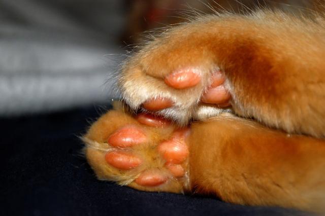 不爱喝水的猫咪容易患这种病，发病早期却常喝水，还难以完全治愈