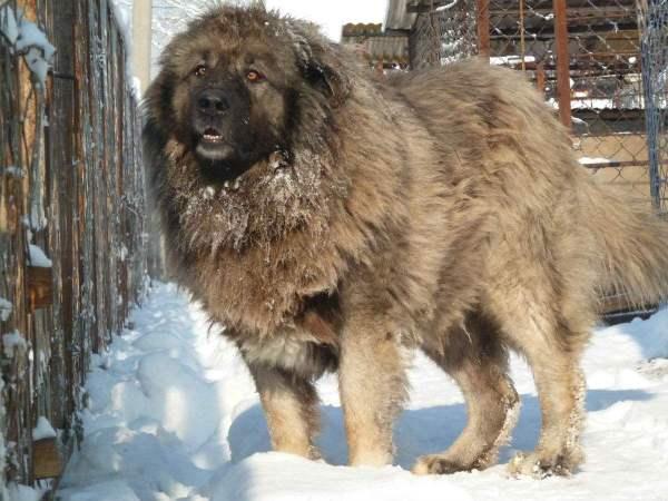 地球上3大最威猛的军犬品种，中国昆明犬上榜，你见过吗？