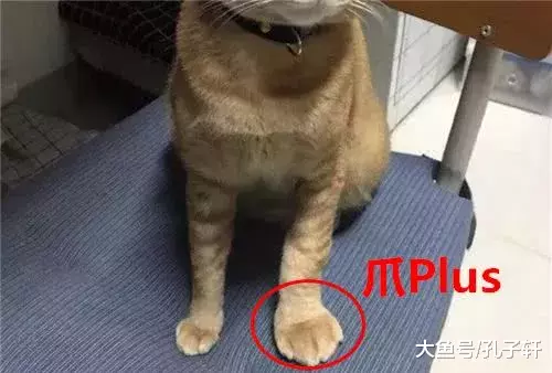 橘猫出去玩闯了祸, 哭丧着脸回到家, 铲屎官第一时间掏出了手机