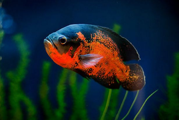 观赏鱼内寄生虫问题全攻略，妈妈再也不担心鱼缸鱼儿不吃东西了