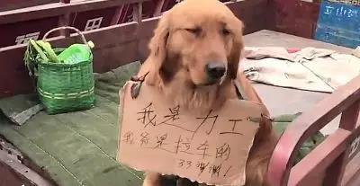 狮子跳上游览车卖萌求抱抱，谁还不是个宝宝呢？