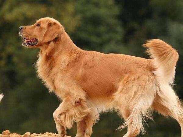为什么金毛不能当警犬？网友：遇到危险，可能要你保护它